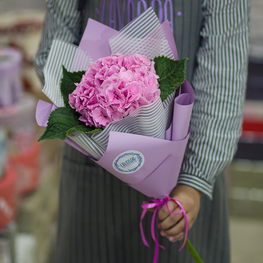 Розовая гортензия в стильной пленке