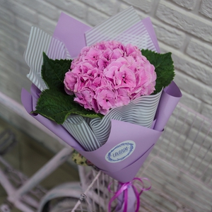 Розовая гортензия в стильной пленке