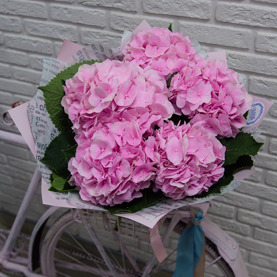 5 розовых гортензий в стильной пленке