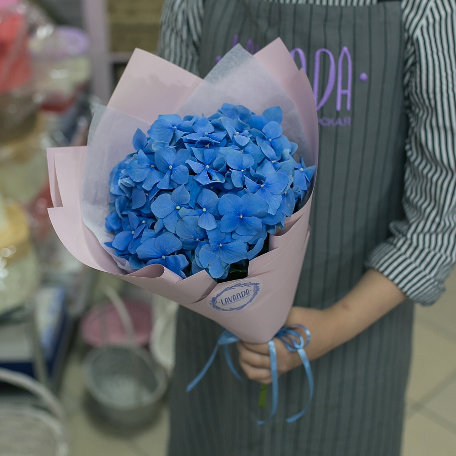 Синяя гортензия в стильной пленке