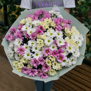 Облако нежных хризантем