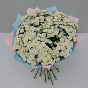 Букет ромашковой хризантемы Сталион