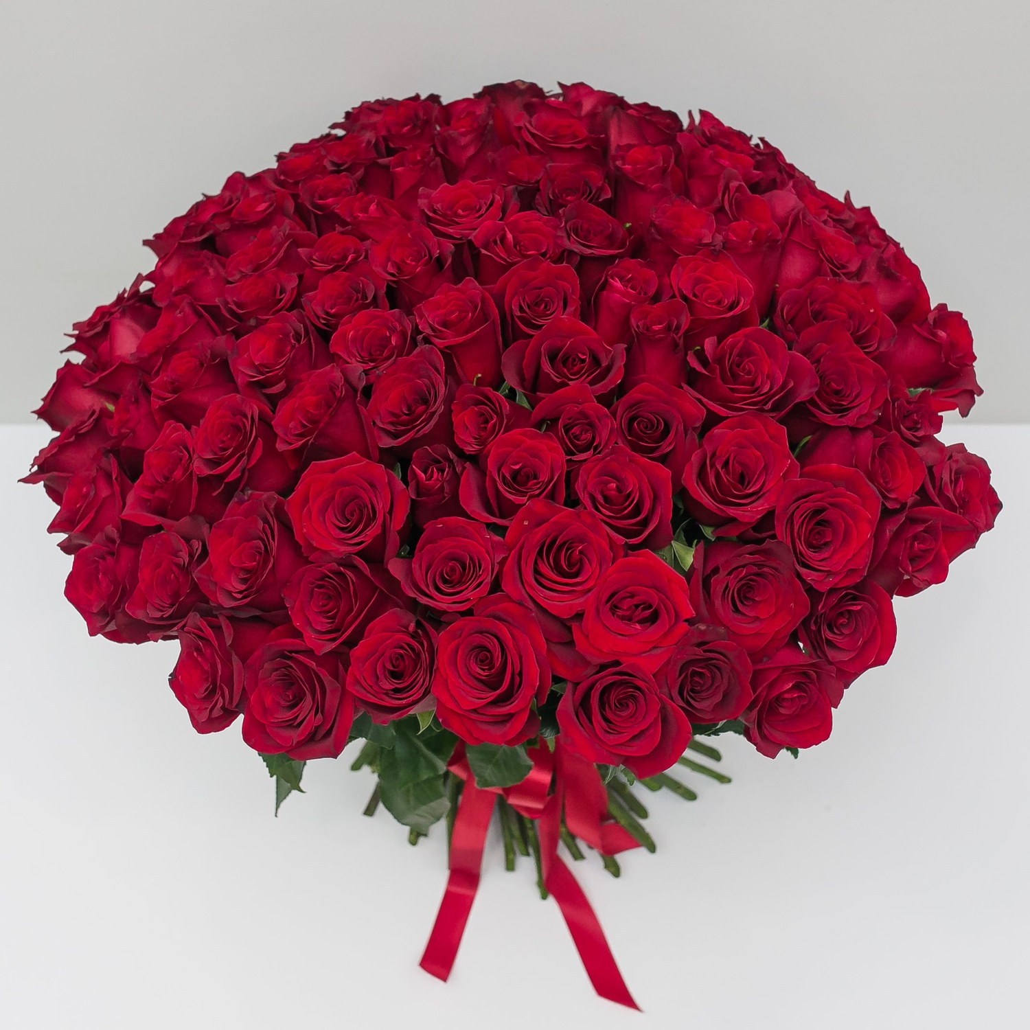 101 красная Эквадорская роза 60 см.