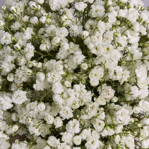 Латте с композиций в стаканчике из белой гипсофилы