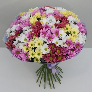 Облако ярких хризантем