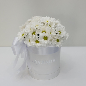 Коробочка белых ромашковых хризантем