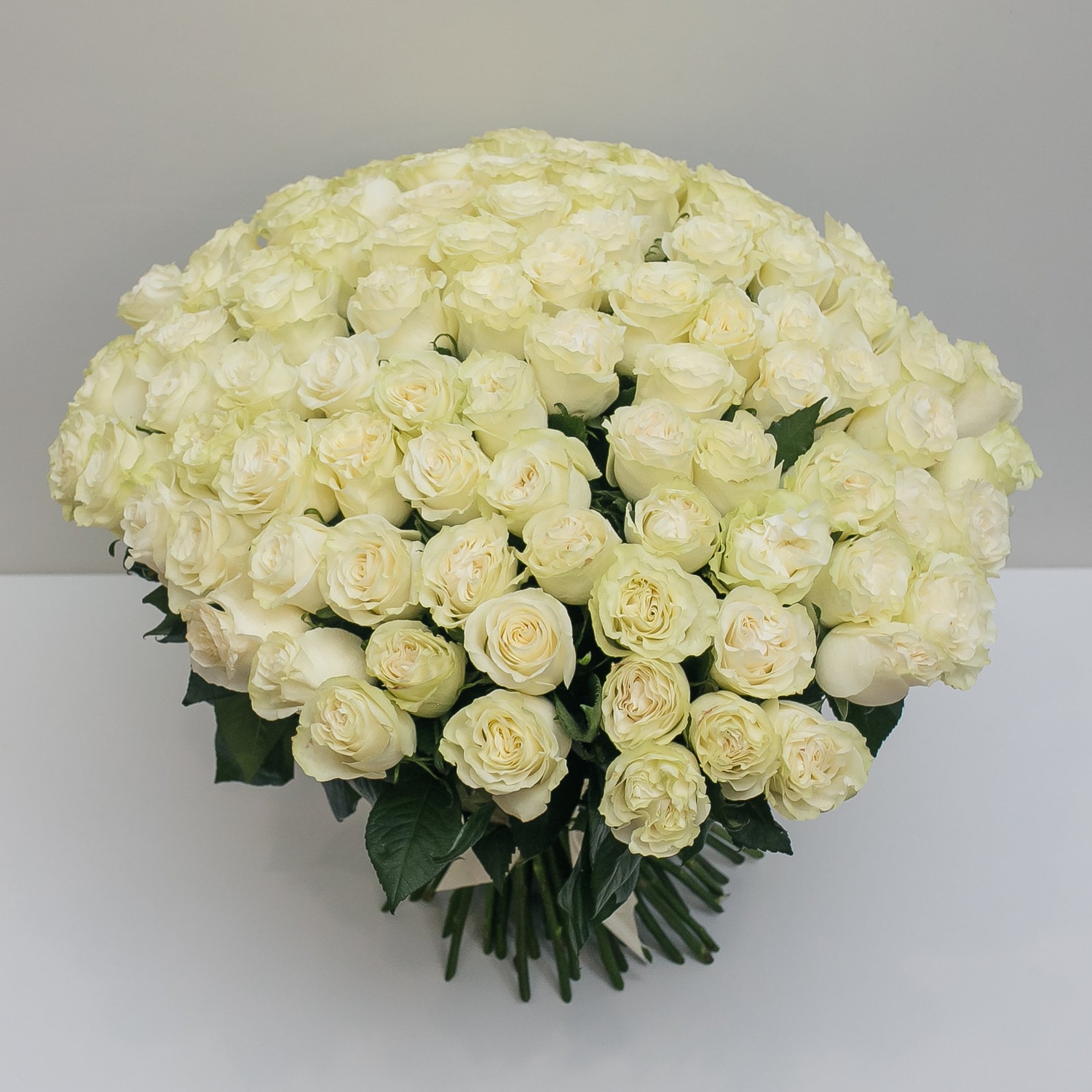 101 белая эквадорская роза 60 см.