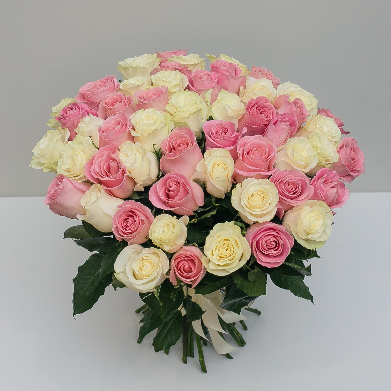 51 бело-розовая Эквадорская роза 60 см.