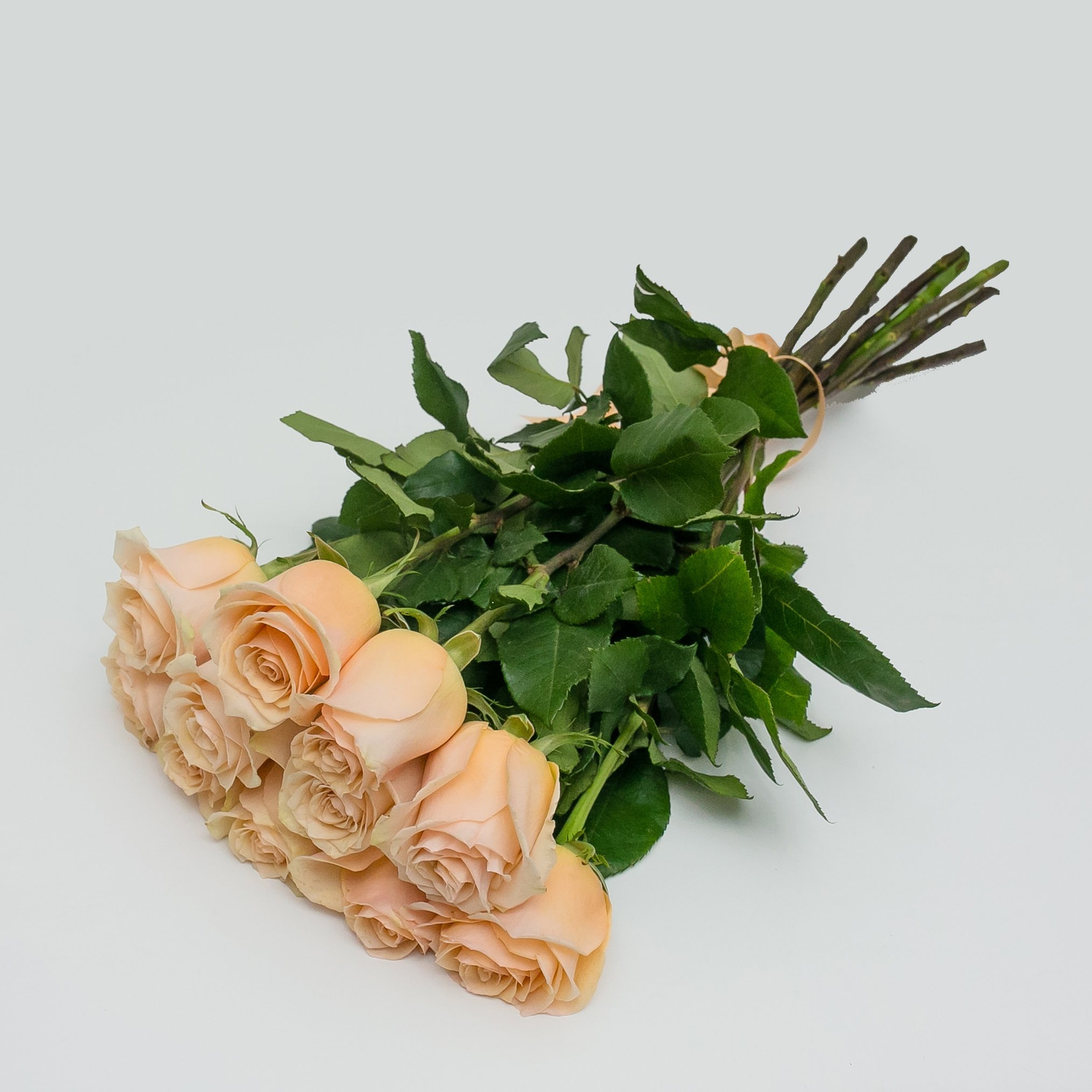 11 кремовых роз 50 см.